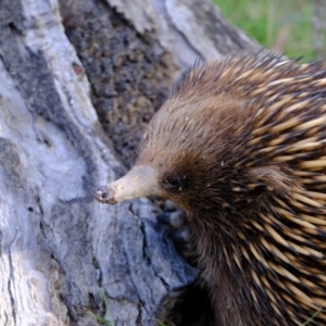 Tachyglossus aculeatus at Forde, ACT - 1 Nov 2021