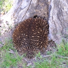 Tachyglossus aculeatus at Forde, ACT - 1 Nov 2021