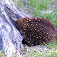 Tachyglossus aculeatus at Forde, ACT - 1 Nov 2021 05:16 PM