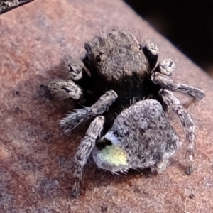 Maratus vespertilio at Forde, ACT - suppressed