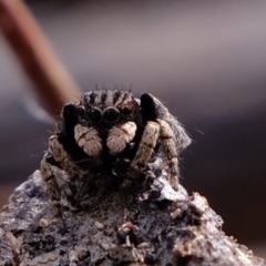 Maratus vespertilio at Forde, ACT - 1 Nov 2021