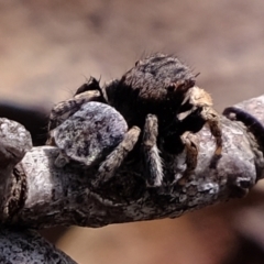 Maratus vespertilio at Forde, ACT - suppressed