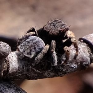 Maratus vespertilio at Forde, ACT - suppressed