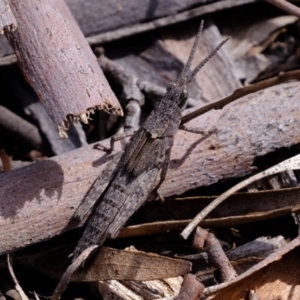 Coryphistes ruricola at Forde, ACT - 1 Nov 2021 03:42 PM