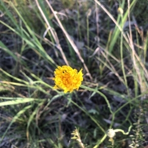 Hypochaeris radicata at Belconnen, ACT - 1 Nov 2021