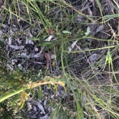 Hypochaeris radicata at Belconnen, ACT - 1 Nov 2021