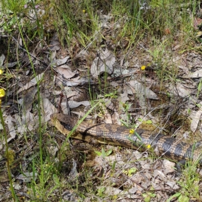 Tiliqua scincoides scincoides (Eastern Blue-tongue) at Jerrabomberra, ACT - 2 Nov 2021 by Mike