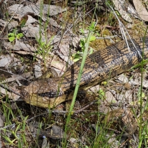 Tiliqua scincoides scincoides at Jerrabomberra, ACT - 2 Nov 2021