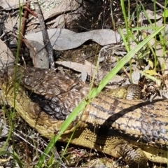 Tiliqua scincoides scincoides at Jerrabomberra, ACT - 2 Nov 2021