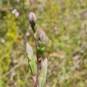 Thelymitra sp. at Jerrabomberra, ACT - 2 Nov 2021