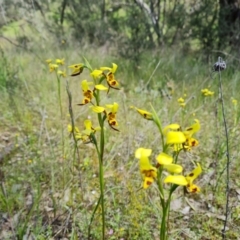 Diuris sulphurea (Tiger Orchid) at Isaacs Ridge - 2 Nov 2021 by Mike