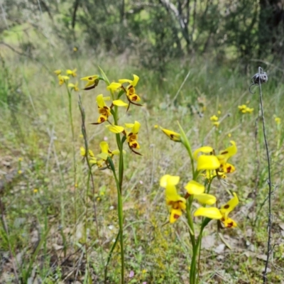 Diuris sulphurea (Tiger Orchid) at Isaacs Ridge and Nearby - 2 Nov 2021 by Mike