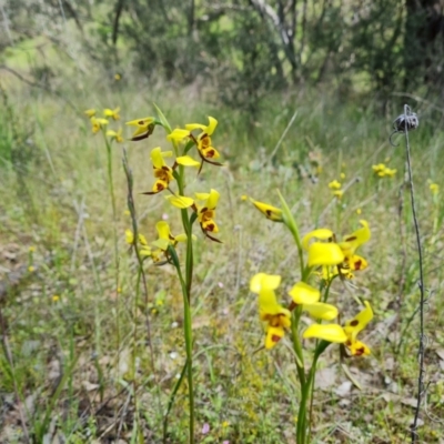 Diuris sulphurea (Tiger Orchid) at Isaacs Ridge - 2 Nov 2021 by Mike