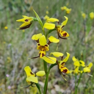 Diuris sulphurea at Jerrabomberra, ACT - suppressed