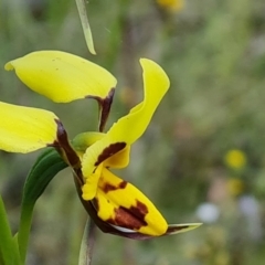 Diuris sulphurea at Jerrabomberra, ACT - suppressed