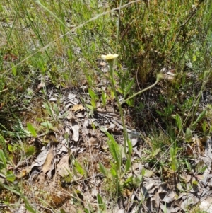 Tolpis barbata at Jerrabomberra, ACT - 2 Nov 2021