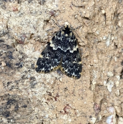 Halone coryphoea (Eastern Halone moth) at Queanbeyan, NSW - 2 Nov 2021 by Ozflyfisher