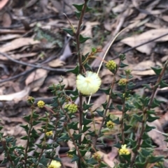 Acacia gunnii (Ploughshare Wattle) at Lower Cotter Catchment - 2 Nov 2021 by ThomasMungoven