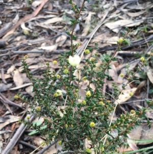 Acacia gunnii at Cotter River, ACT - 2 Nov 2021