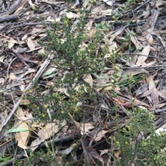 Acacia gunnii at Cotter River, ACT - 2 Nov 2021