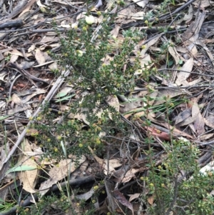 Acacia gunnii at Cotter River, ACT - 2 Nov 2021