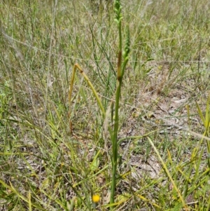 Microtis sp. at Jerrabomberra, ACT - 2 Nov 2021