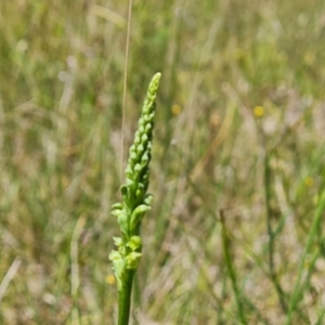 Microtis sp. at Jerrabomberra, ACT - suppressed