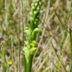 Microtis sp. at Jerrabomberra, ACT - suppressed