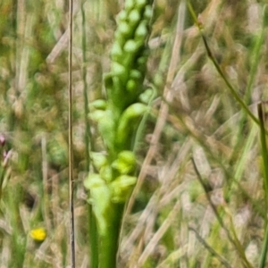 Microtis sp. at Jerrabomberra, ACT - suppressed