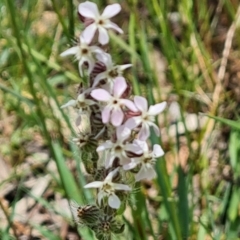 Silene gallica var. gallica (French Catchfly) at Jerrabomberra, ACT - 2 Nov 2021 by Mike