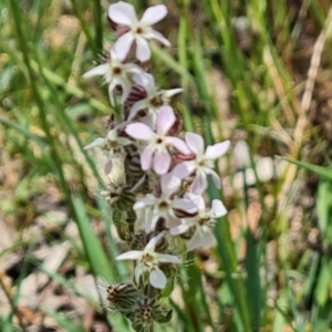 Silene gallica var. gallica at Jerrabomberra, ACT - 2 Nov 2021