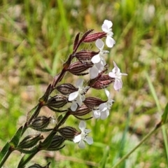 Silene gallica var. gallica at Jerrabomberra, ACT - 2 Nov 2021