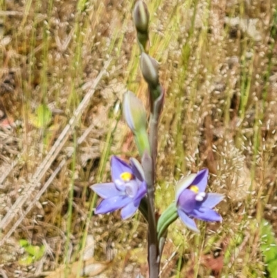 Thelymitra sp. (A Sun Orchid) at Isaacs Ridge and Nearby - 2 Nov 2021 by Mike