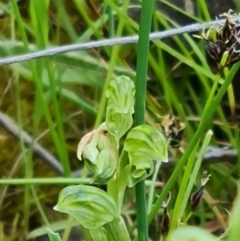 Hymenochilus cycnocephalus (Swan greenhood) at Isaacs Ridge and Nearby - 2 Nov 2021 by Mike