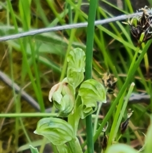 Hymenochilus cycnocephalus at Jerrabomberra, ACT - suppressed