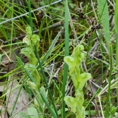 Hymenochilus cycnocephalus at Jerrabomberra, ACT - suppressed