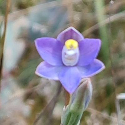 Thelymitra pauciflora (Slender Sun Orchid) at Isaacs Ridge and Nearby - 2 Nov 2021 by Mike