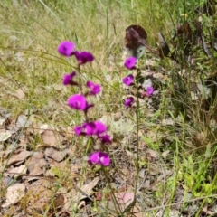 Swainsona recta (Small Purple Pea) at Isaacs Ridge and Nearby - 2 Nov 2021 by Mike