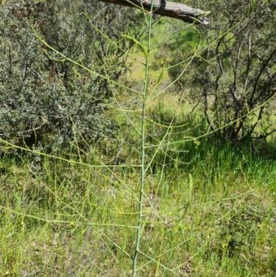 Asparagus officinalis (Asparagus) at Isaacs Ridge and Nearby - 2 Nov 2021 by Mike