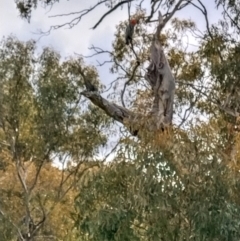 Callocephalon fimbriatum (Gang-gang Cockatoo) at Red Hill to Yarralumla Creek - 21 Oct 2021 by BruceL