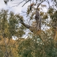 Callocephalon fimbriatum (Gang-gang Cockatoo) at Hughes, ACT - 21 Oct 2021 by BruceL