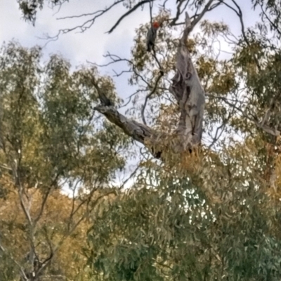 Callocephalon fimbriatum (Gang-gang Cockatoo) at Red Hill Nature Reserve - 21 Oct 2021 by BruceL
