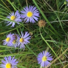 Calotis cuneifolia (Purple Burr-daisy) at Symonston, ACT - 2 Nov 2021 by CallumBraeRuralProperty