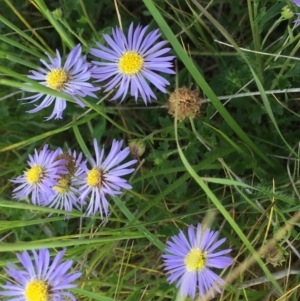 Calotis cuneifolia at Symonston, ACT - 2 Nov 2021