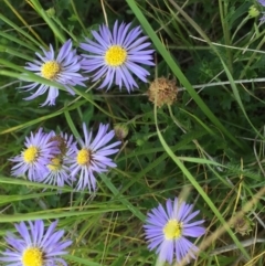 Calotis cuneifolia (Purple Burr-daisy) at Jerrabomberra, ACT - 2 Nov 2021 by CallumBraeRuralProperty