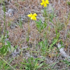 Goodenia pinnatifida at Symonston, ACT - 2 Nov 2021