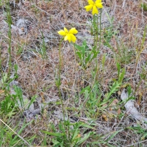 Goodenia pinnatifida at Symonston, ACT - 2 Nov 2021