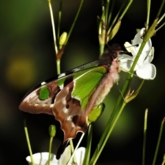 Graphium macleayanum (Macleay's Swallowtail) at ANBG - 1 Nov 2021 by JohnBundock