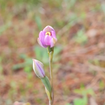 Thelymitra sp. (pauciflora complex) (Sun Orchid) at Isaacs, ACT - 2 Nov 2021 by Mike