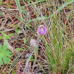 Thelymitra sp. (pauciflora complex) at Isaacs, ACT - 2 Nov 2021